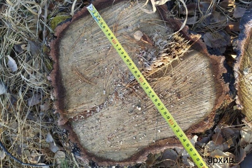 дерево прокуратура Приангарья