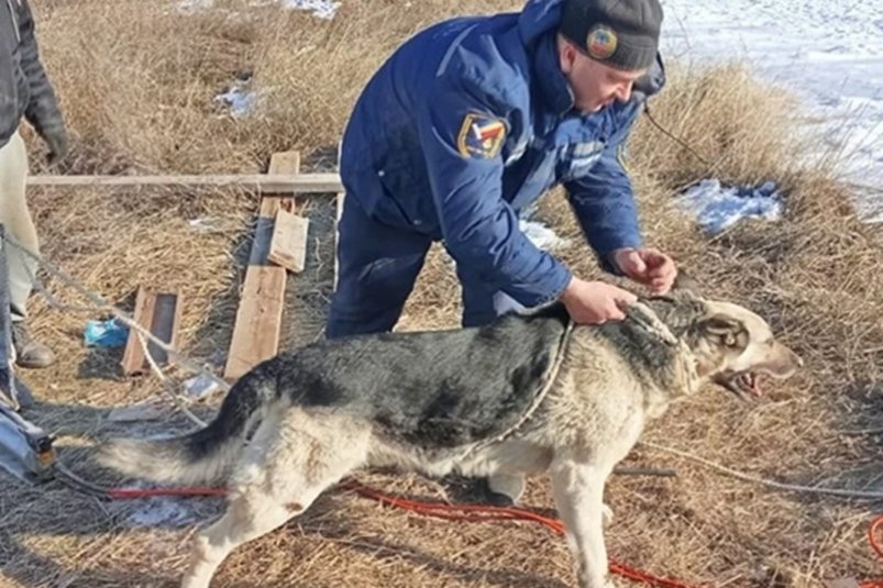 Дворовый пес из села Боцманово  попал в беду ГКУ РО "ПСС ВВ ТМ"