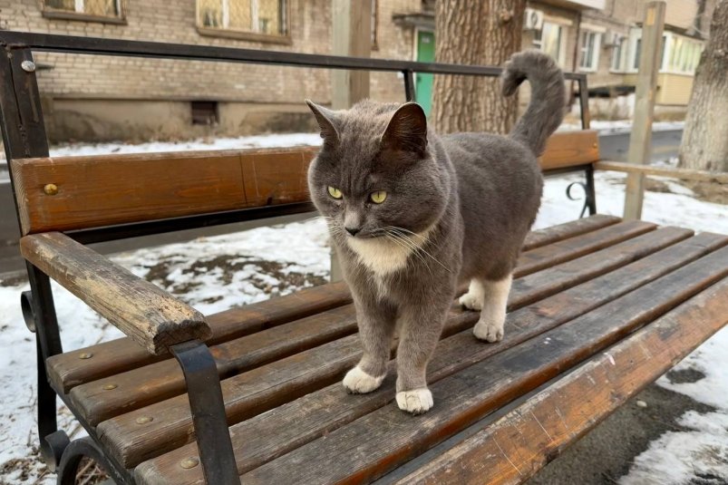 Коты могут жить во дворе, а вот в подвале - нет Кудрявцева Марина, ИА UssurMedia