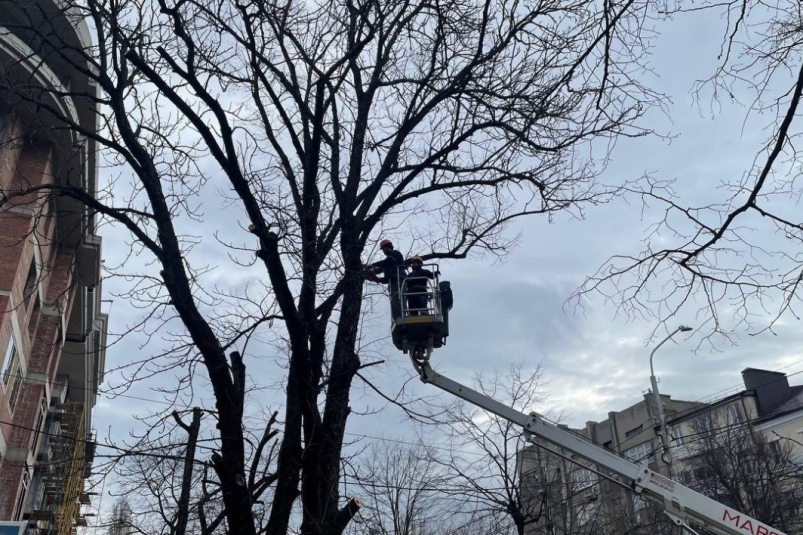 Администрация Ставрополя ищет исполнителя по контракту на снос аварийных деревьев ИА Stavropol.Media