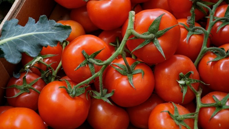 Сеем только такие сорта помидоров: очень вкусные и слаще меда. Ветки ломятся от плодов Trang TRIEU/unsplash