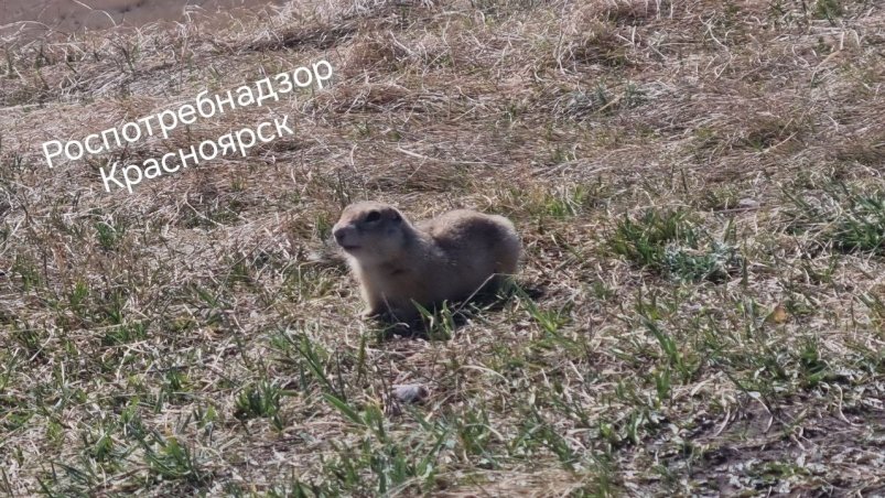 . пресс-служба управления Роспотребнадзора по Красноярскому краю
