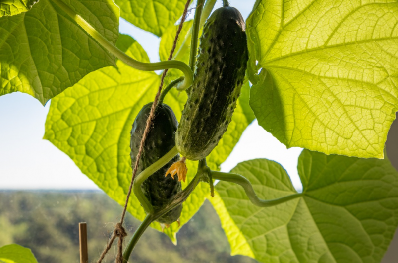 Тематическое фото pxhere.com