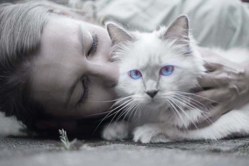 Эти ошибки совершают даже опытные кошатники: вот почему кошка шипит, когда ее гладят pxhere.com