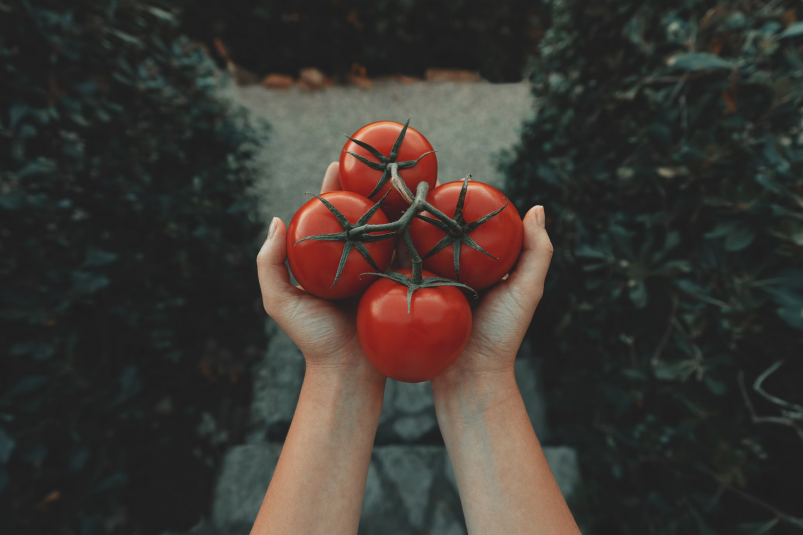 1 капля на 2 л в майские — и томаты постоянно идут в рост unsplash.com