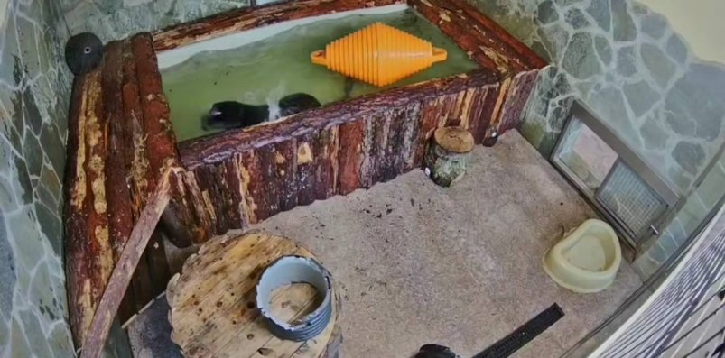 Черный ягуар Ричард из Ленинградского зоопарка проводит сеанс релаксации в своем бассейне Телеграм-канал (18+) "Ленинградский зоопарк"