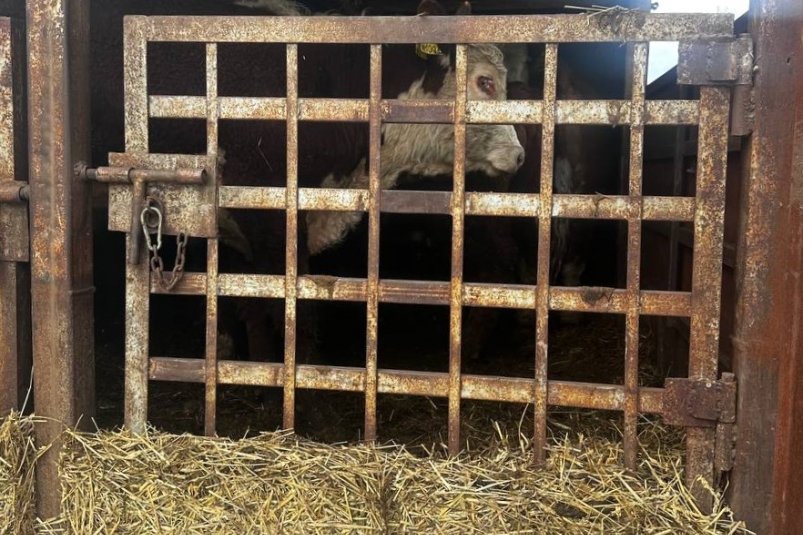 Незаконную перевозку 240 голов скота пресекли в Иркутской области пресс-служба Россельхознадзора