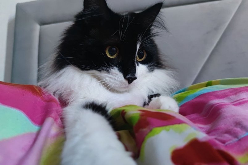 Домашние животные, кот, кошка, питомец Елена Гиневская, ИА Stavropol.Media