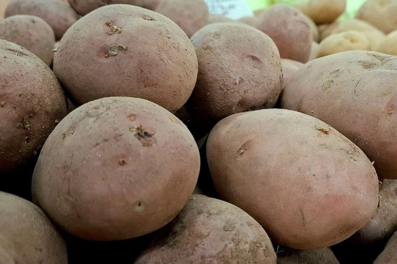 Сажаю картошку по-голландски - собираю горы урожая, соседи не верят, что всего с 6 соток ИА StolicaMedia