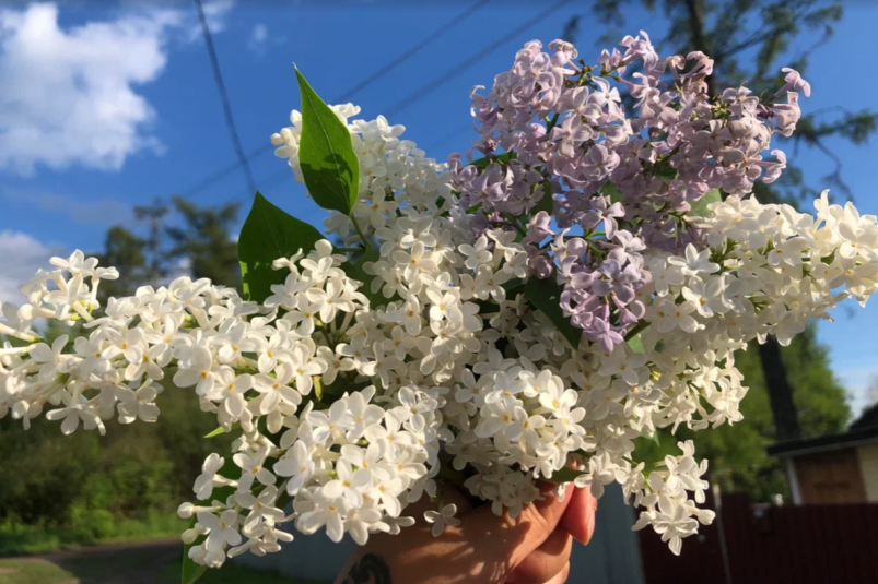 Сирень, черёмуха, деревья, май Артем Дубенчук