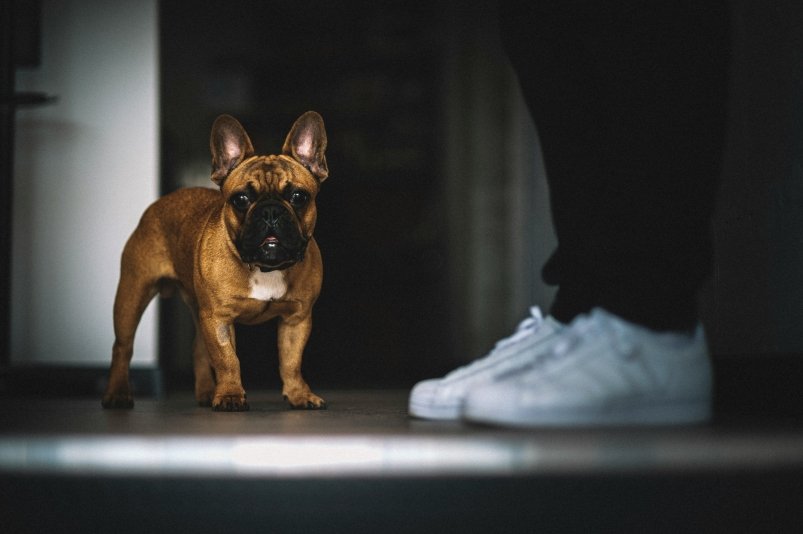 Собака unsplash.com