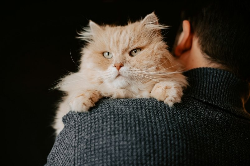 Подходить бесполезно - укусят сразу: эти 4 породы кошек защищают как овчарки Kateryna Hliznitsova/unsplash