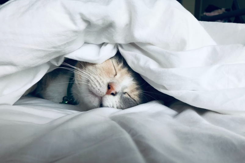Тематическое фото https://unsplash.com/