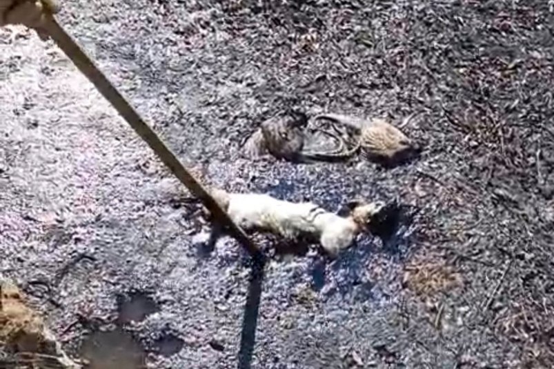 Котлованом с гудроном занялась прокуратура скриншот видео - соцсети
