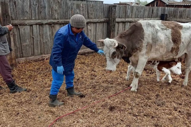 В Нукутском районе корова провалилась в карстовую воронку и отелилась Пресс-служба Ассоциации ветеринарии Приангарья