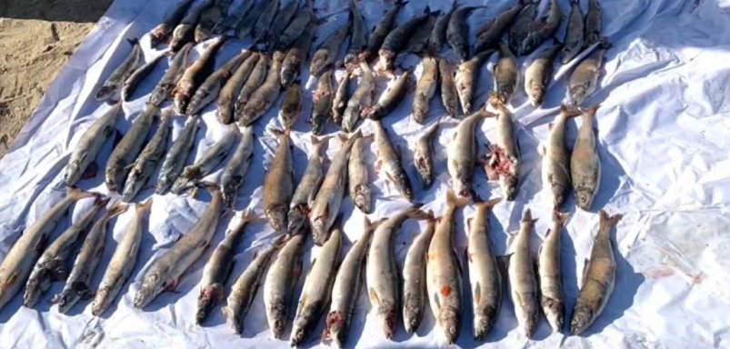 В Байкало-Ленском заповеднике изъяли браконьерские сети с погибшей рыбой Пресс-служба Байкальской природоохранной прокуратуры