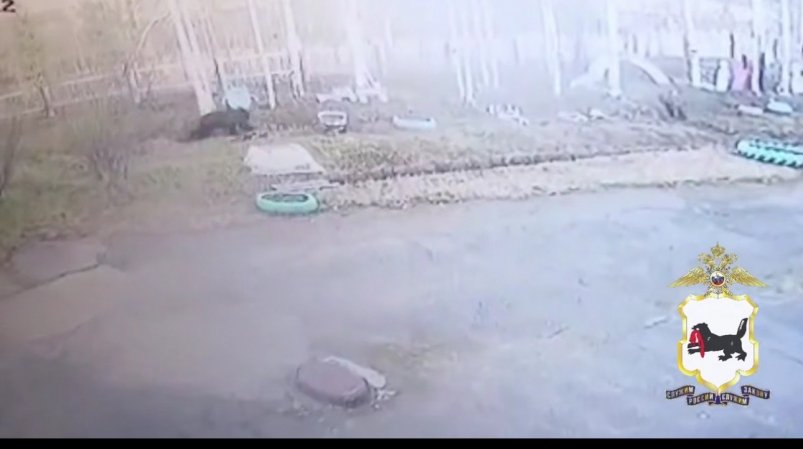 Медведь МВД по Иркутской области