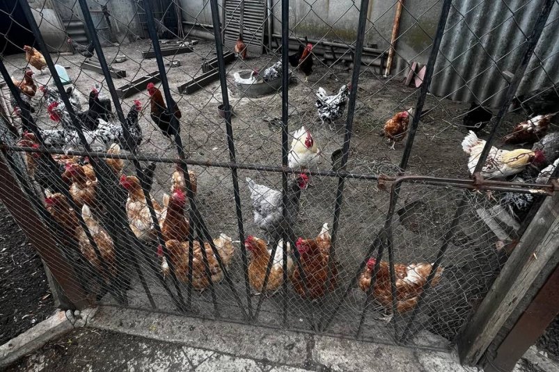 Что положить в миску летом, чтобы куры неслись еще мощнее - по 20 яиц в сутки ИА SochiMedia