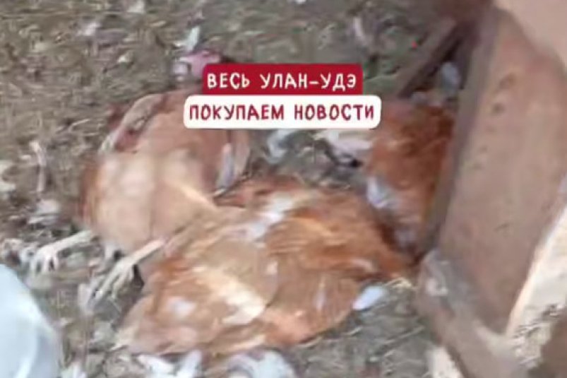 Пострадали курицы скриншот с видео