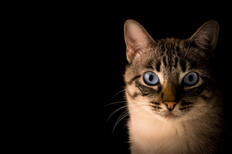 Эти 4 породы котов живут по 16 лет unsplash.com
