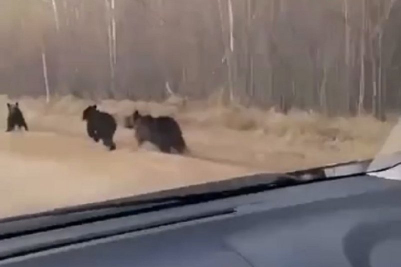 Медведица и медвежата скриншот из видео тг-канала "Могоча [NEWS]"