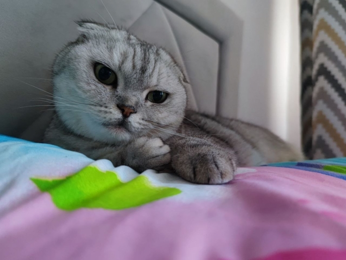Пришлите фото своего котика! Елена Гиневская, ИА Stavropol.Media