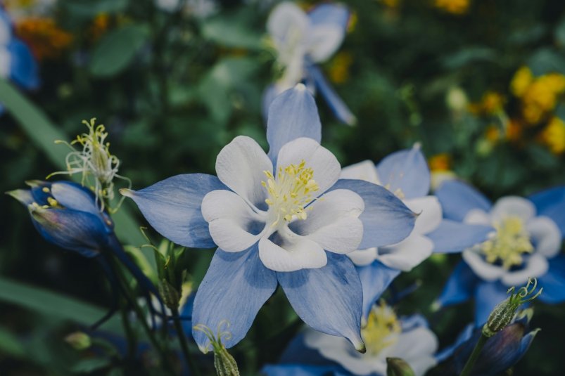 Аквилегия unsplash.com