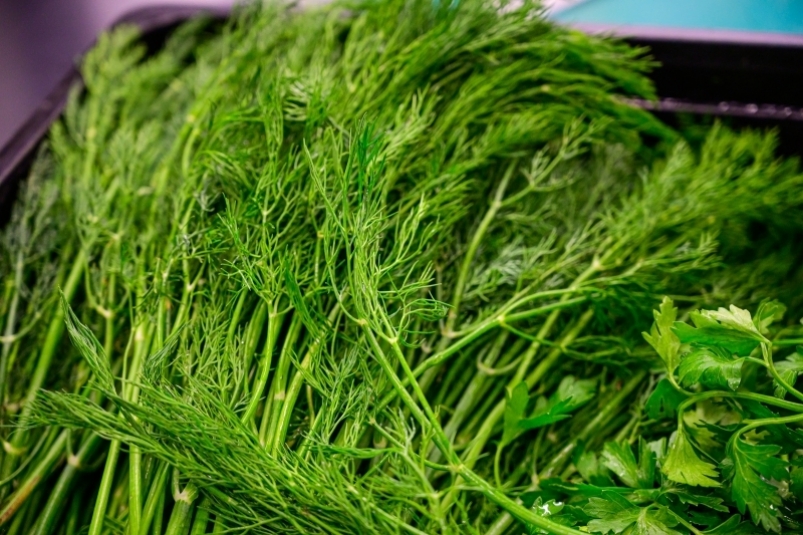 укроп, продукты питания, зелень, приправа, кулинария ИА ПримаМедиа