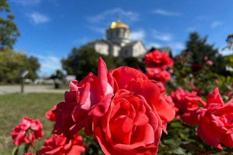 Цветение роз в "Херсонесе Таврическом" Соцсети МК "Херсонес Таврический"