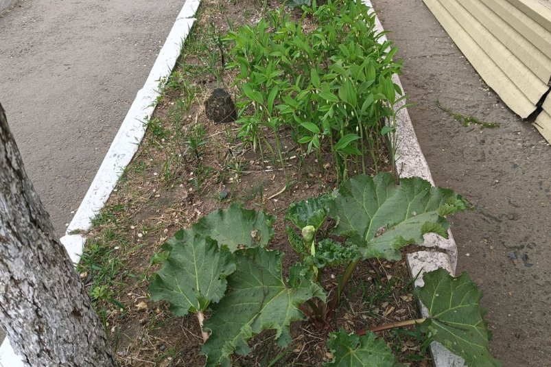 Клумба в городском зоопарке тг-канал (18+) городского зоопарка