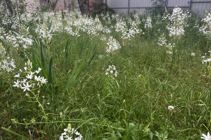 Сажаем под линейку 30 см: луковицу в ямку и растение точно не пойдет в стрелку ИА SochiMedia