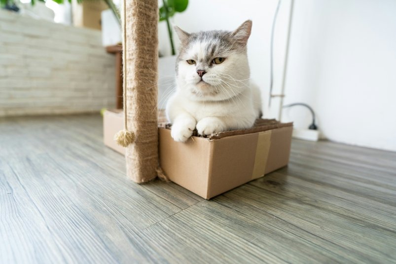 Кошка unsplash.com