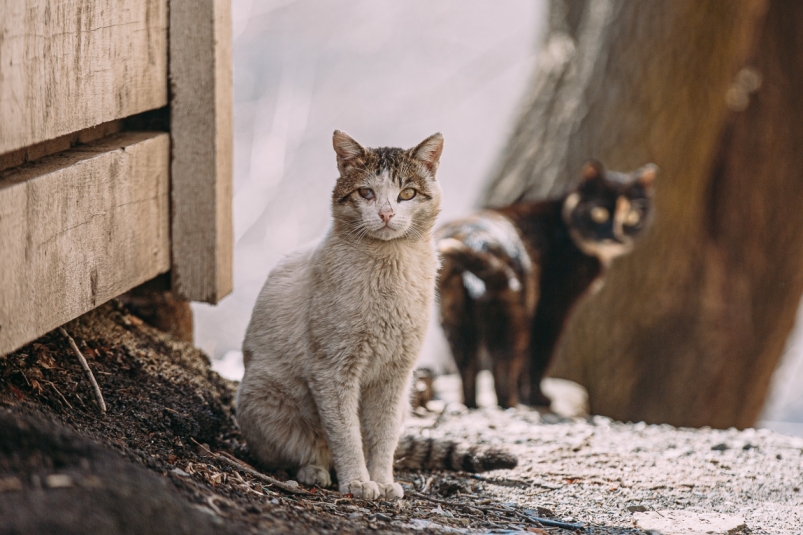 кот, кошка, бездомные животные Мария Смитюк, ИА PrimaMedia