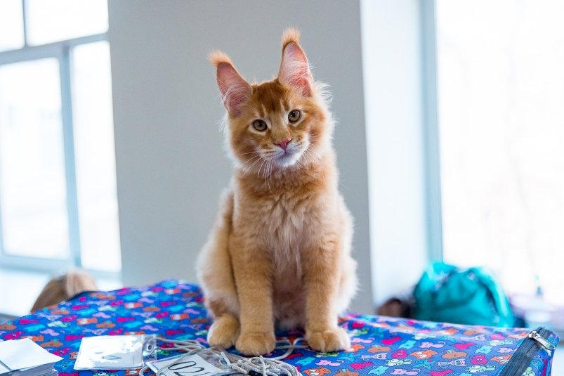 кот, кошка, котики, животные домашние Илья Аверьянов, ИА PrimaMedia.ru