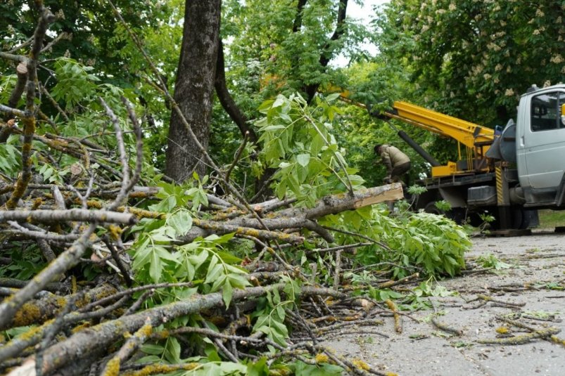 Деревья могут вырубить при строительстве поликлиники в Ставрополе ИА Stavropol.Media