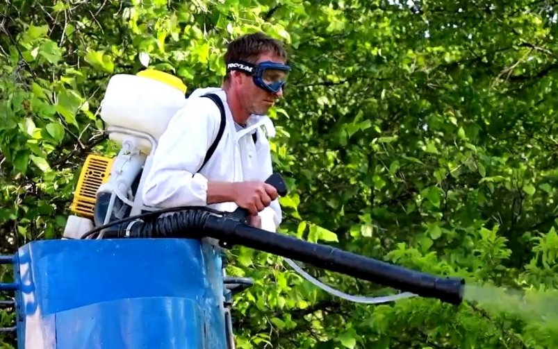 Обработка деревьев от вредителей стартовала в Корсакове пресс-служба администрации Корсаковского муниципального округа