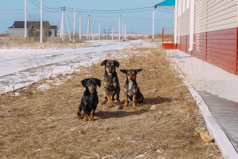 бездомные животные, собаки Мария Смитюк, ИА PrimaMedia.ru