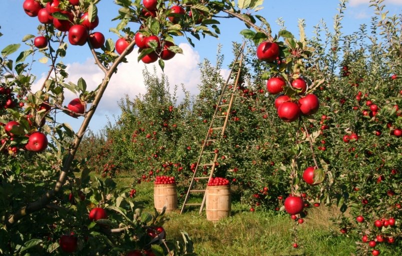 тематическое фото pxhere.com