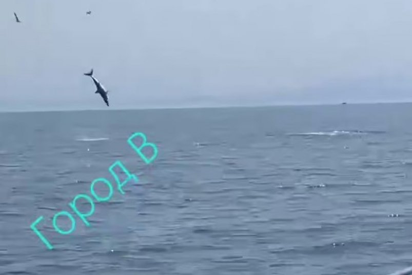 Скриншот из видео t.me/gorod_vl