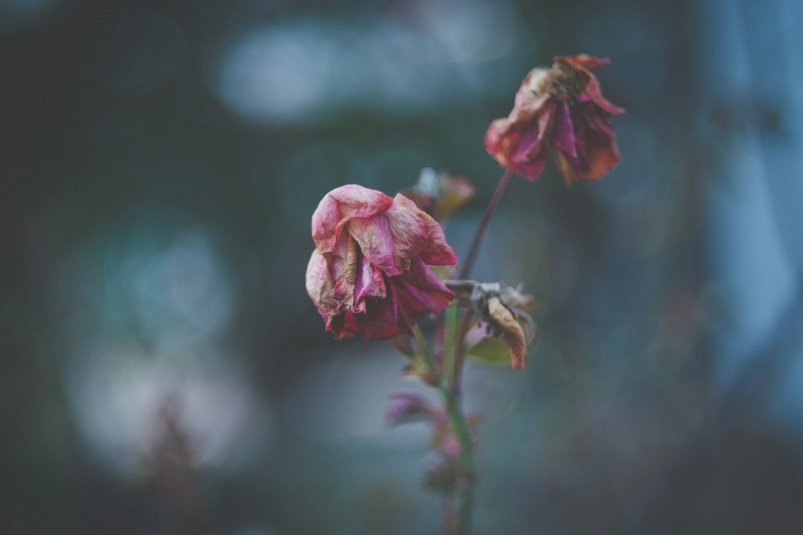 Тематическое фото https://unsplash.com/