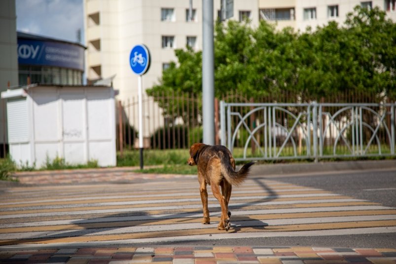 Тематическое фото Артём Хорошилов, ИА Stavropol.Media