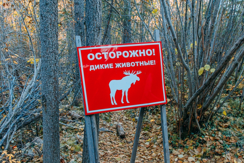 Якутия, Дальний Восток, природа, осень, дикие животные, лось, звери, лес Мария Смитюк, ИА PrimaMedia