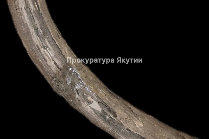 В Якутии изъяли незаконно добытые бивни мамонта пресс-служба прокуратуры Якутии