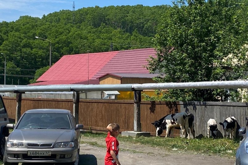 Крупная рогатая ОПГ терроризирует жителей микрорайона Петропавловска-Камчатского ИА KamchatkaMedia