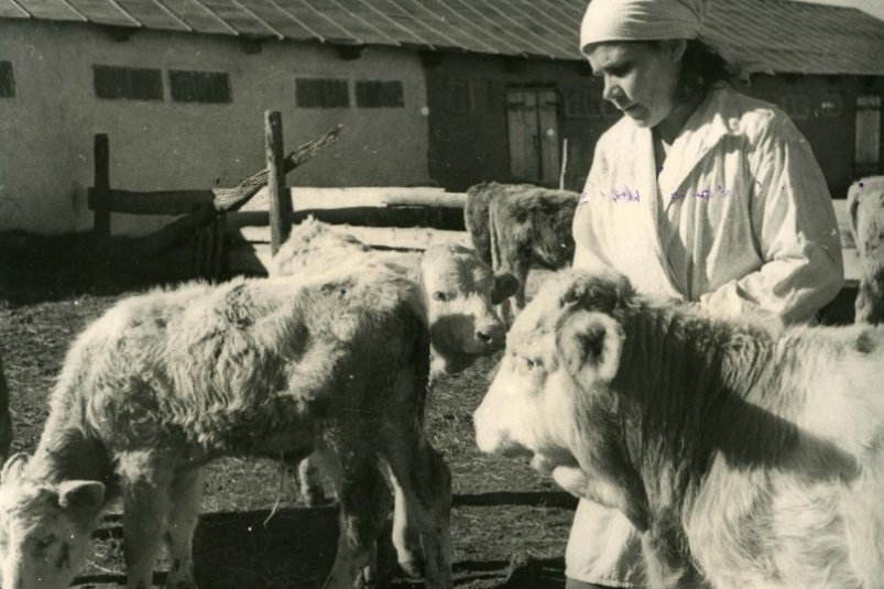 Тематическое фото. Телятница Екатерина Емельянова со своими питомцами. Приморский край Из Госкаталога. "Государственный объединенный музей-заповедник истории Дальнего Востока имени В.К. Арсеньева"
