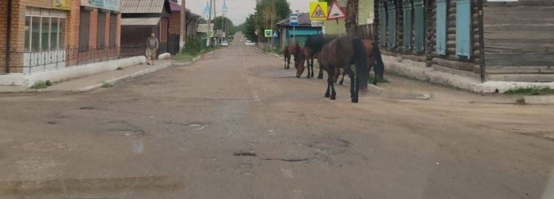 Кони ходят по Крупской в Кяхте BLOG_KYAKHTA