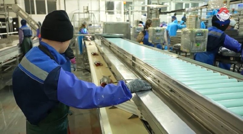 Лососевая путина в Усть-Камчатске принесла 475 тонн рыбы за неделю Пресс-служба администрации Усть-Камчатского муниципального округа