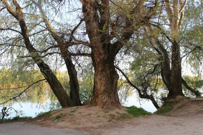 На Дону расследуют гибель ребенка во время купания Людмила Лата