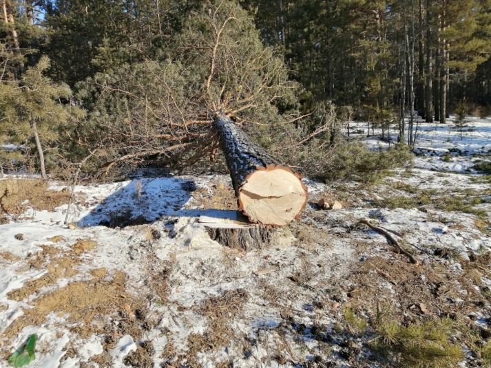 В Аларском районе восстановят незаконно вырубленный участок леса Анета  Абрамченко, ИА ChitaMedia.su