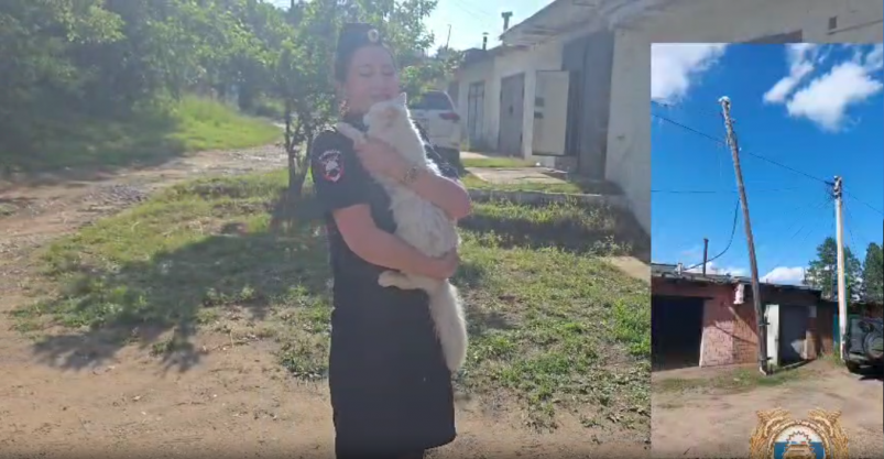 Просидевшего три дня на столбе кота спасли в Тулуне Пресс-служба ГУ МВД России по региону